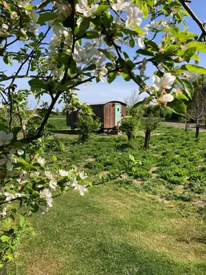a tree with white flowers in a field at Shepherds Hut 5 in Woodbridge