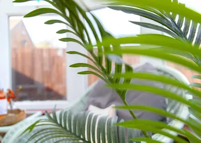 a green plant in a room with a couch at Bright & Airy 4x Bed House with Parking in Ely