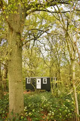 a tiny house in the woods next to a tree at Shepherd Hut in the woods