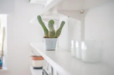 a plant sitting on a shelf in a room at Central Victorian Villa 2 Floor I Parking I Garden in Cambridge