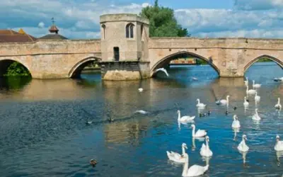 a flock of swans in the water near a bridge at Ensuite Room with Private Entrance in St Ives