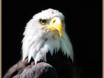 an eagle is looking at the camera with its at Falcons Nest in Woodhurst