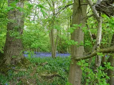 a wooded area with bluebells and trees at Oakwrights in Terling