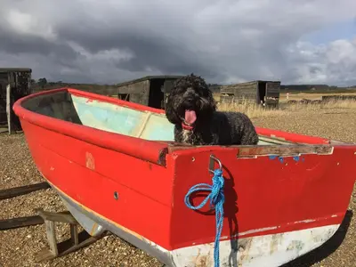a black dog sitting in a red boat at Little Chequers in Friston