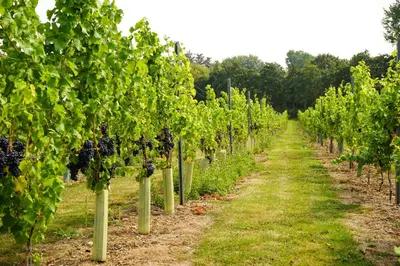 a row of grape vines in a field at Mersea Island Vineyard in East Mersea