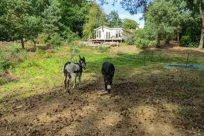 two horses standing in a field in front of a house at The Retreat, Unique property located in calming woodland surroundings, Close to Aldeburgh and Thorpeness in Leiston