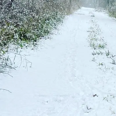 a snow covered path with some grass and plants at Woodland Lodge in Hoddesdon