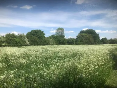 a field of white flowers in a field with trees at Waldegrave farm in Hartest