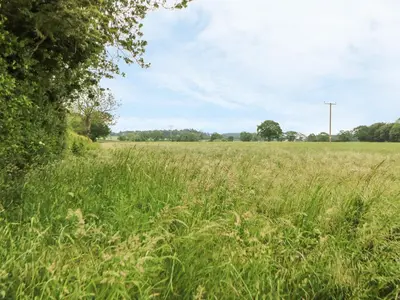 a field of tall green grass with a tree at Snowy Owl Barn in Shipdham