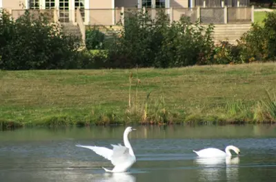 two swans swimming in the water in a park at Campion Lodge in Chappel