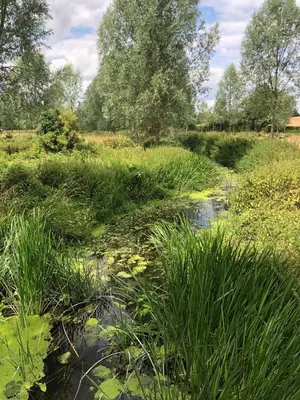a stream in a field with tall grass at Woodbell Lodge in Chappel