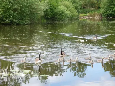 a group of ducks swimming in the water at Lakeside Lodge in East Harling