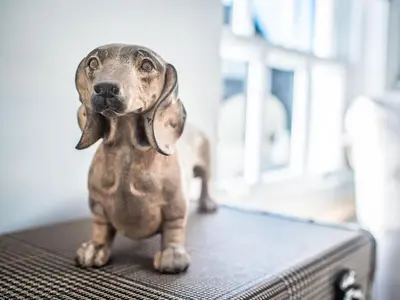 a small toy dog sitting on top of a suitcase at The Royal Standard in Ely