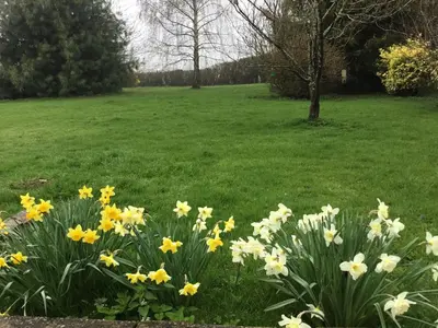 a field of yellow and white flowers in the grass at Grove Barn Bed and Breakfast in Harleston