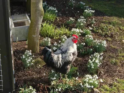 a rooster standing in a yard with flowers at Strenneth in Fersfield