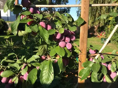 a bunch of pink apples hanging from a tree at Corner House Luxury BnB in Little Dunmow
