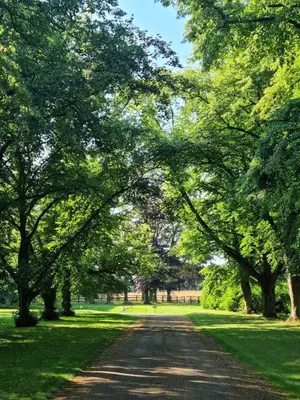 a tree lined road in a park with green grass at Spacious Country House Apartment in Newmarket