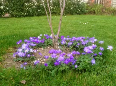 a circle of purple flowers around a tree at Lackford Lakes Barns in Flempton