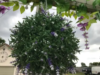 a bunch of purple flowers hanging from a plant at Old Thatch Bambers Green in Takeley