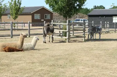 a group of llamas and horses in a field at Waterside Lodges Cambridge in Cambridge