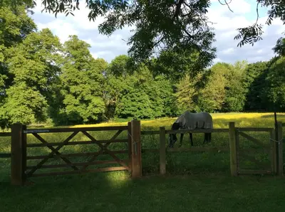 a horse grazing in a field behind a fence at Cobblestones in Benington