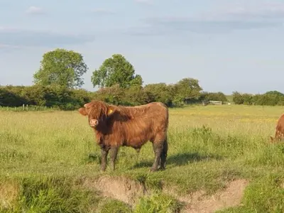 a brown cow standing in a field of grass at Waterbeach Boatel in Cambridge