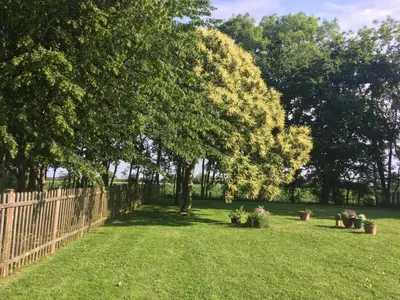 a yard with trees and a wooden fence at Lemondrop Cottage in Southburgh
