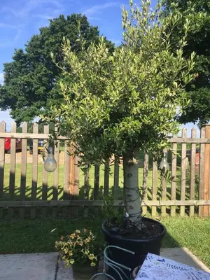 a tree in a pot in front of a fence at Lemondrop Cottage in Southburgh