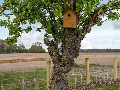 a tree with a bird house on it at Old Alton Hall Farmhouse in Tattingstone