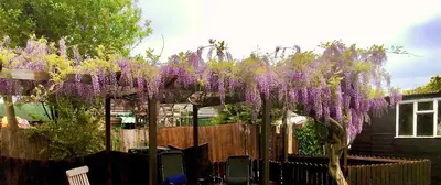 a pergola with purple wisterias hanging over a fence at Westbury House in Rochford
