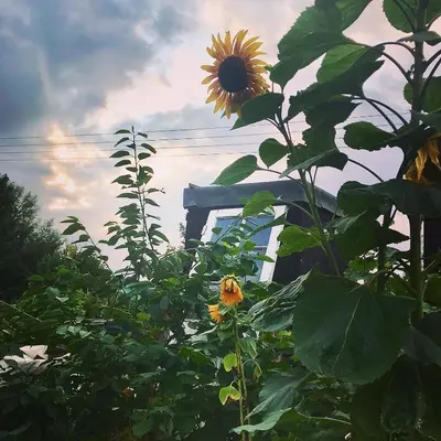 a sunflower is growing in a field with the sky at Melford Allotment Shed-Vintage Lodge Suffolk in Long Melford