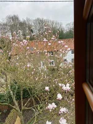 a tree with pink flowers in front of a house at Foxgloves self catering in Westleton