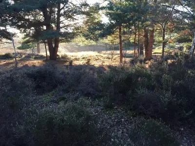 a field of grass with trees in the background at Foxgloves self catering in Westleton
