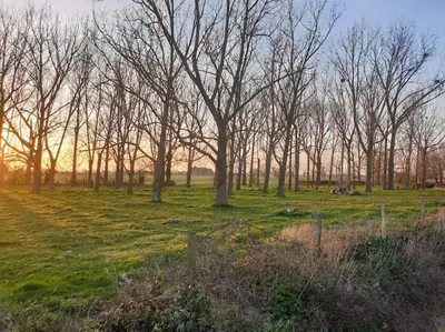 a group of trees in a field with the sun setting at The Old Dairy Accommodation in Tillingham