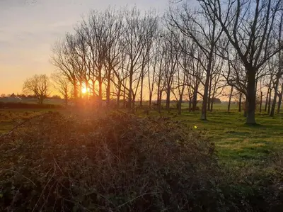 a sunset in a field with trees and grass at The Old Dairy Accommodation in Tillingham