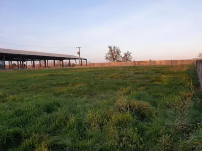 a field of grass with a building in the background at The Old Dairy Accommodation in Tillingham