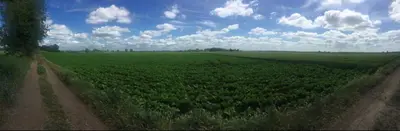 a field of green crops with a dirt road at Private Detached Annex in Isleham Village in Isleham