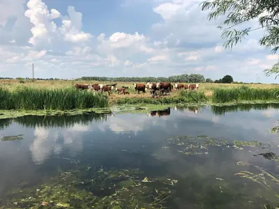 a herd of cows walking in a field next to a pond at Oak Cottage at Gravel Farm in Stretham