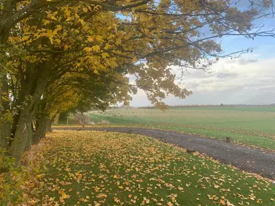 a tree with leaves on the ground next to a road at Oak Cottage at Gravel Farm in Stretham