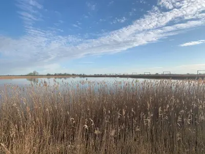 a field of tall grass next to a body of water at Willow Cottage at Gravel Farm in Stretham