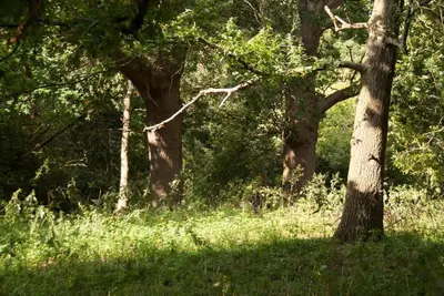 a group of trees in a field with tall grass at Queenies, an authentic Rural Style coastal cottage in a Nature Reserve in Farnham