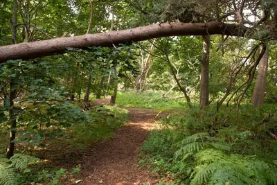 a tree branch hanging over a trail in a forest at Cissys Cottage in a Nature Reserve, 7 minutes from Aldeburgh seafront in Farnham