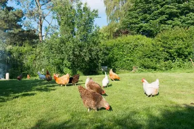 a group of chickens standing in the grass at Farm Cottage a cute C17th cottage a walk across the fields to a great pub in Edwardstone