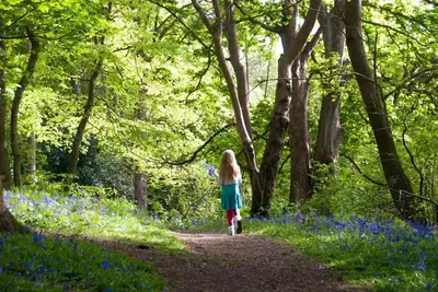 a little girl walking down a path through blue flowers at Rose Cottage rural cosiness with footpaths to the local Macro Brewery Pub in Edwardstone