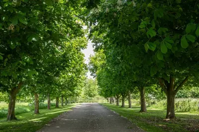 a road lined with trees on either side at East Green Farm Cottage - Studio Barn - Aldeburgh Coastal Cottages in Kelsale