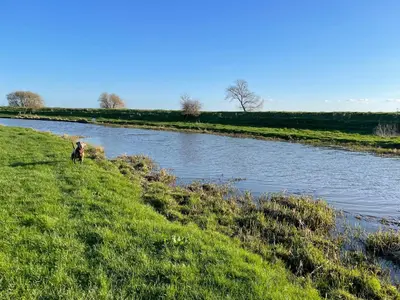 a dog standing in the grass next to a river at Executive home with plenty of room in Ely