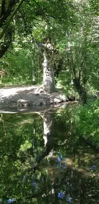 a reflection of a tree in a body of water at Lauriston Stay in Birch