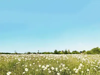 a field of white flowers in a field at Spring House by The Suffolk Cottage Collection in Aldeburgh