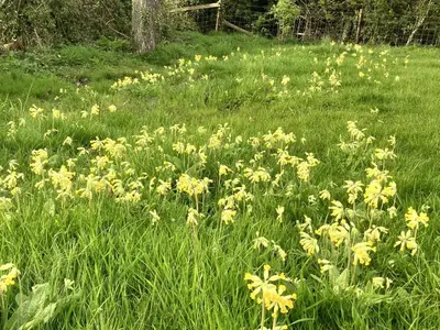 a field of yellow flowers in the grass at Simpers Drift, Great Glemham in Saxmundham