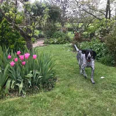 a dog standing in the grass in a garden at Simpers Drift, Great Glemham in Saxmundham